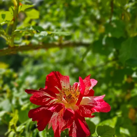 Orehite-family ,food & Pool Bozhichen