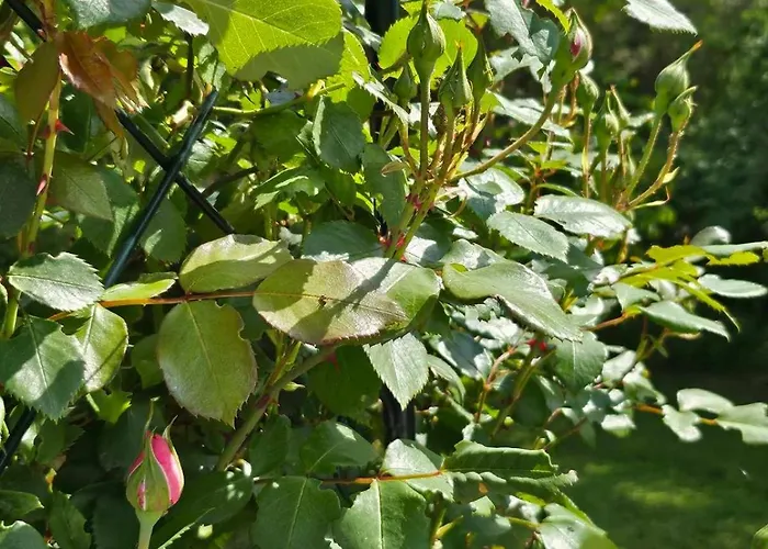 Orehite-family ,food & Pool 3* Bozhichen