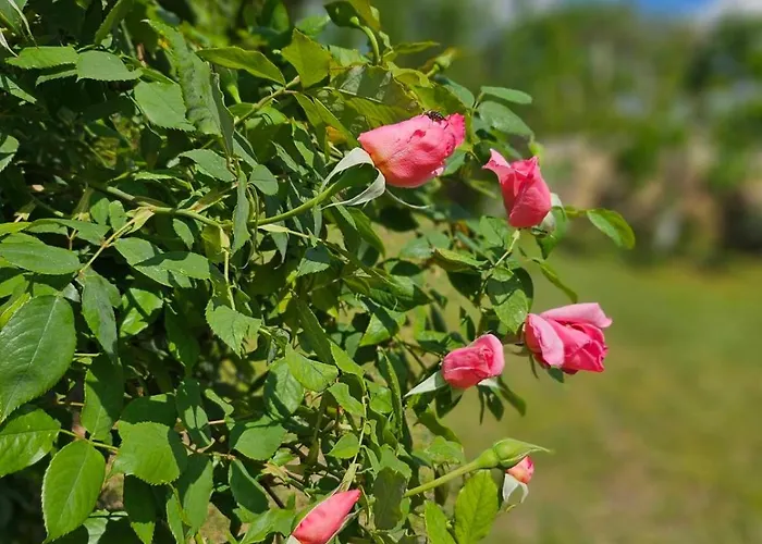 Orehite-family ,food & Pool Bozhichen